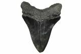 Serrated, Fossil Megalodon Tooth - South Carolina #346180-1